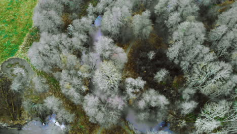 Calm-aerial-view-to-small-river-going-between-bare-trees,-Top-Down-View