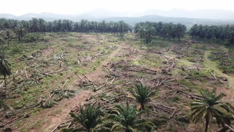 Palmölplantagen-Sind-Freigelegt-Und-Bereiten-Sich-Auf-Die-Umwandlung-In-Andere-Plantagen-Vor.