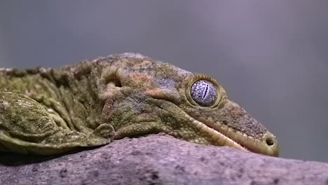 close up view of new caledonia giant gecko, rhacodactylus leachianus resting on a tree branch