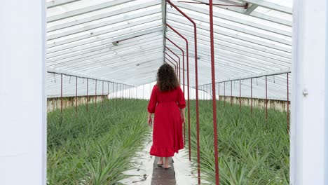 Brunette-female-in-red-dress-walking-barefoot-among-Pineapple-Plantation