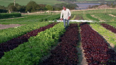 farmer checking salad leaves on farm shot on red camera