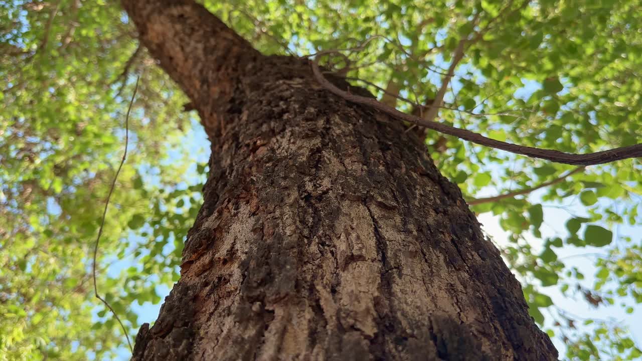 Camera spinning around the trunk of a tree