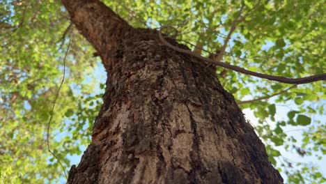 camera spinning around the trunk of a tree