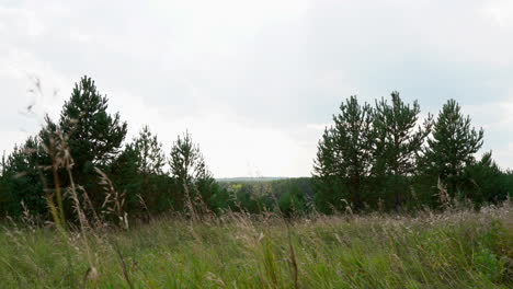 forest and field landscape