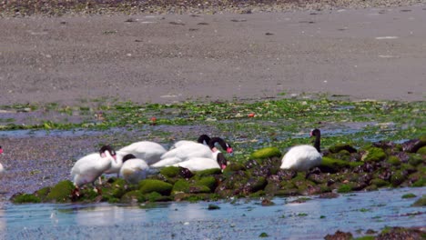 grupo de cisnes de cuello negro en busca de comida vistos a través de la refracción del calor