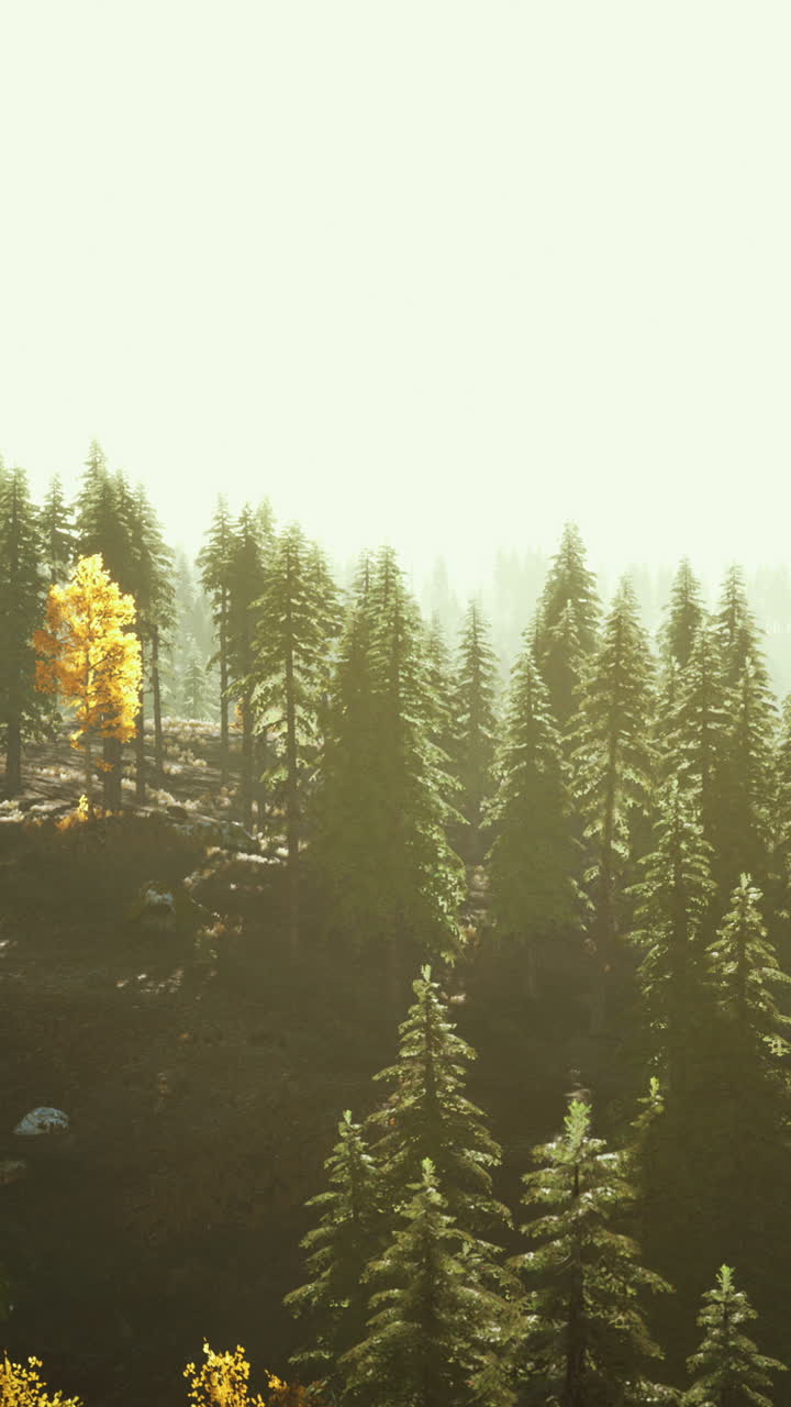 안개 와 황금색 나무 들 이 있는 조용 한 숲 장면