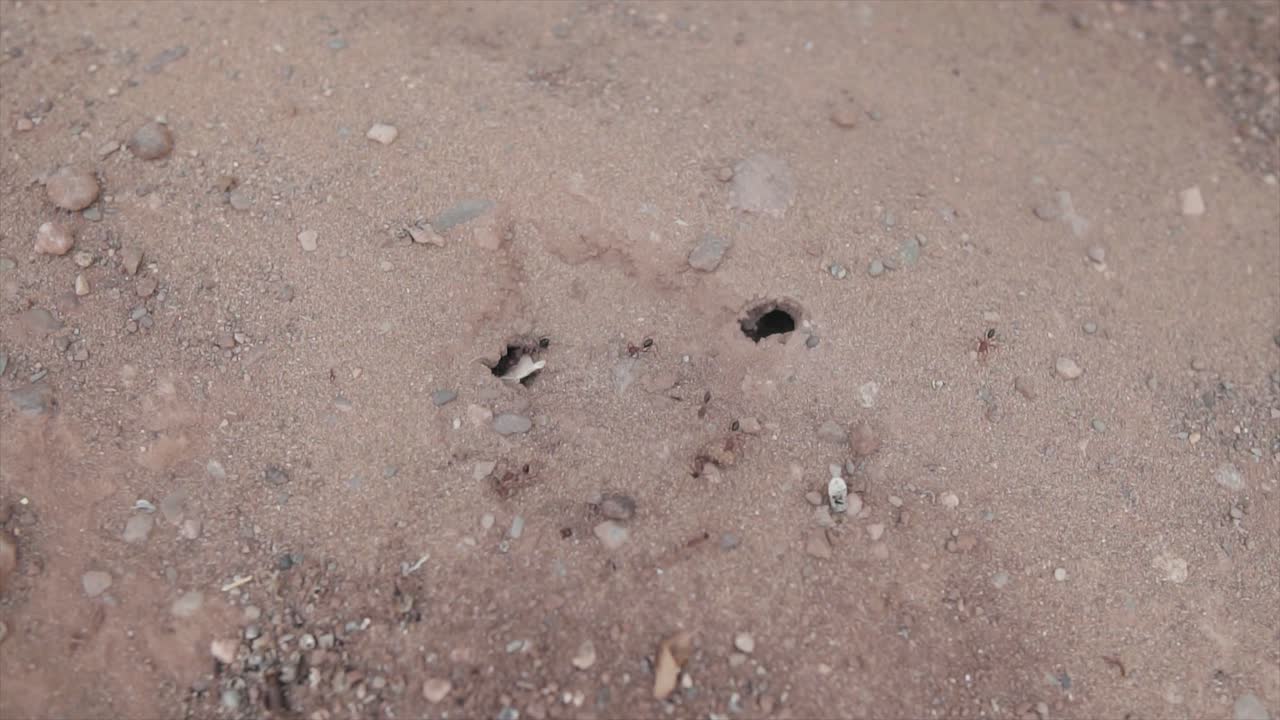 hormigas en el patio de recreo | camara lenta