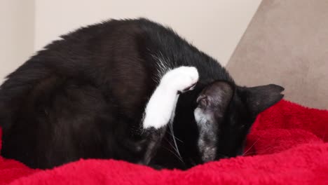 A-Black-And-White-Cat-Cleaning-Itself-And-Its-Paw---close-up