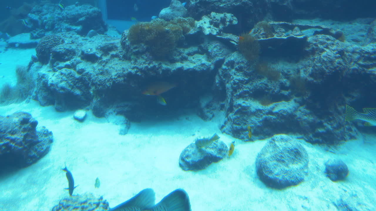 peces y corales vivos bajo el agua en el acuario churamuri, okinawa, japón