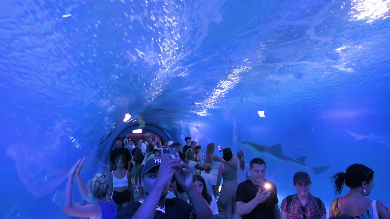 Explore the underwater tunnel gallery at Oceanografic in Valencia, where visitors encounter marine fish, sharks, and turtles from the Atlantic and Pacific Oceans in Europe’s largest aquarium.