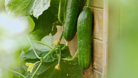 cucumbers growing in an organic garden at home