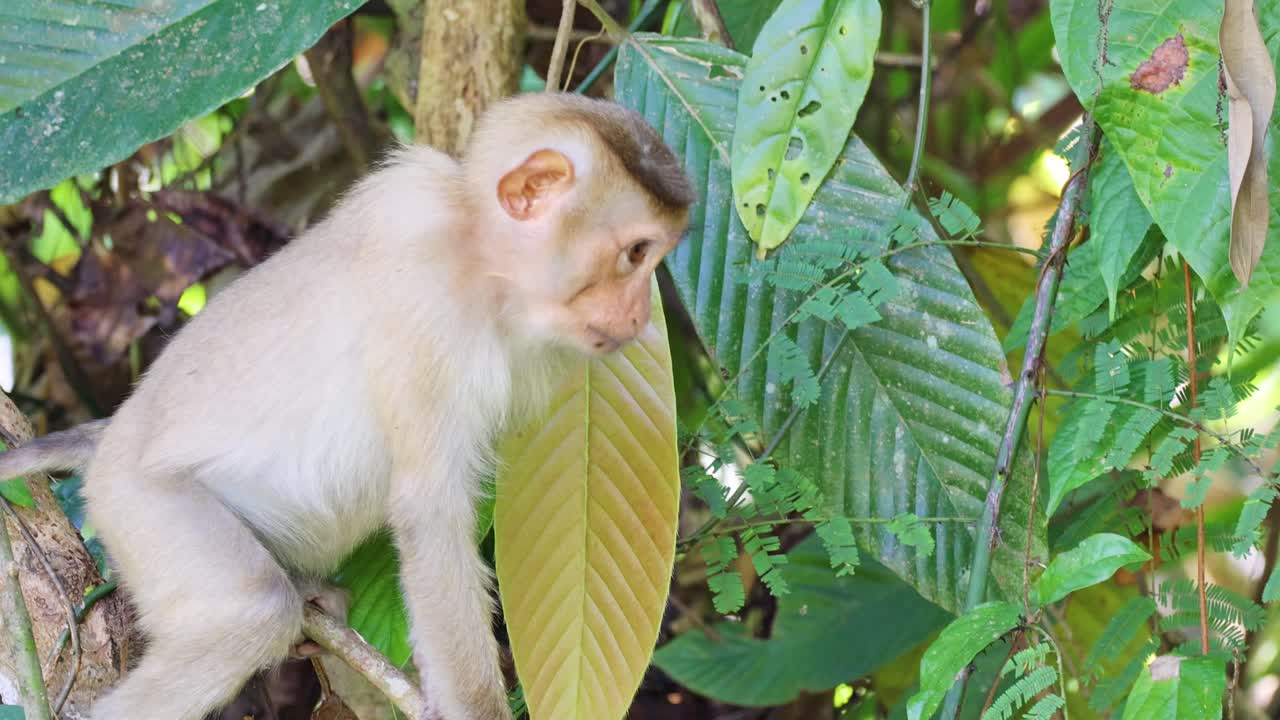 Juvenile macaque monkey inspects foliage on tree branch, natural daylight, lush jungle background