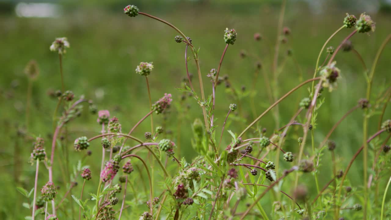 Close-up of wildflowers with delicate pink blooms and green buds in a lush meadow