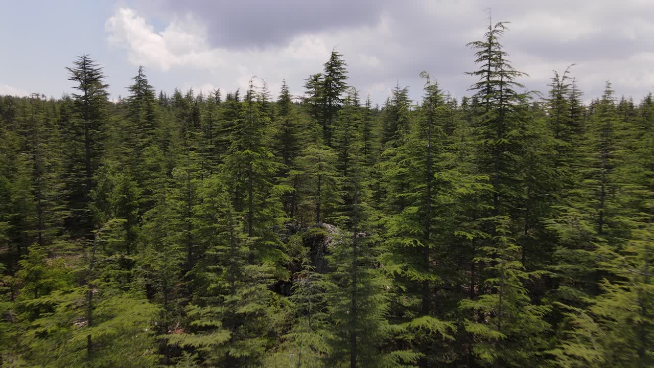 Pine Forest Drone View