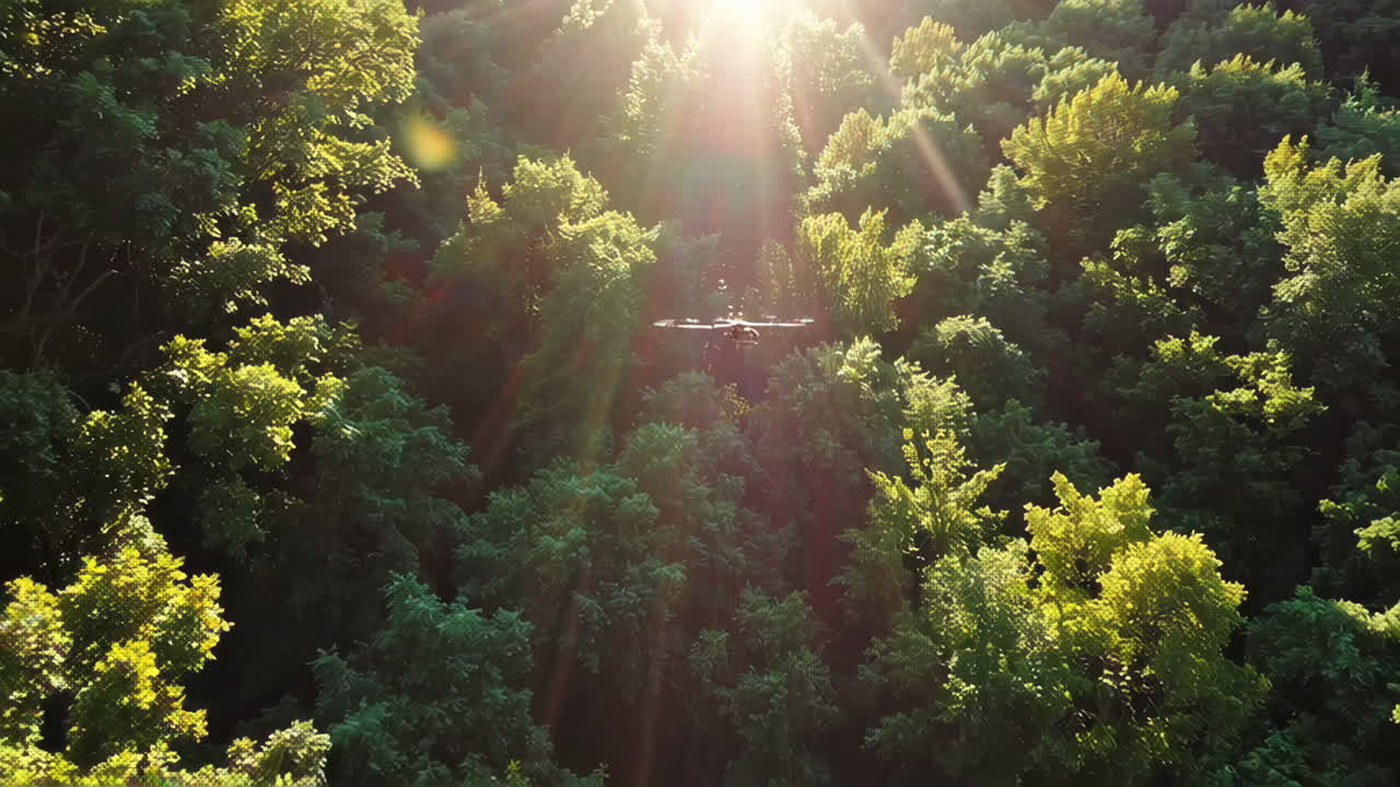 Drone view of a lush forest canopy with sunlight