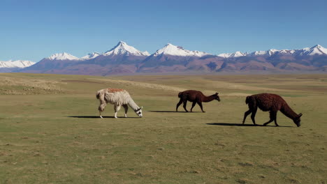 llamas in the andes mountains