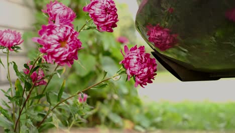 the effect of smoke from the exhaust pipe of a modern car on flowers.