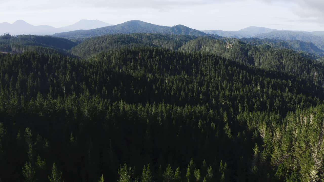 Forestry management impact on nature, mature pine forest on hills, aerial