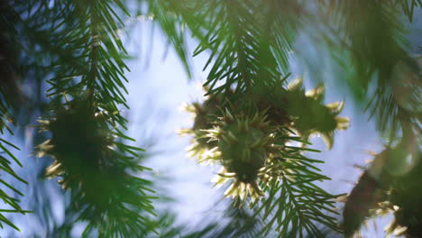 Branches-with-young-cones-and-green-needles-of-abies-growing-in-forest