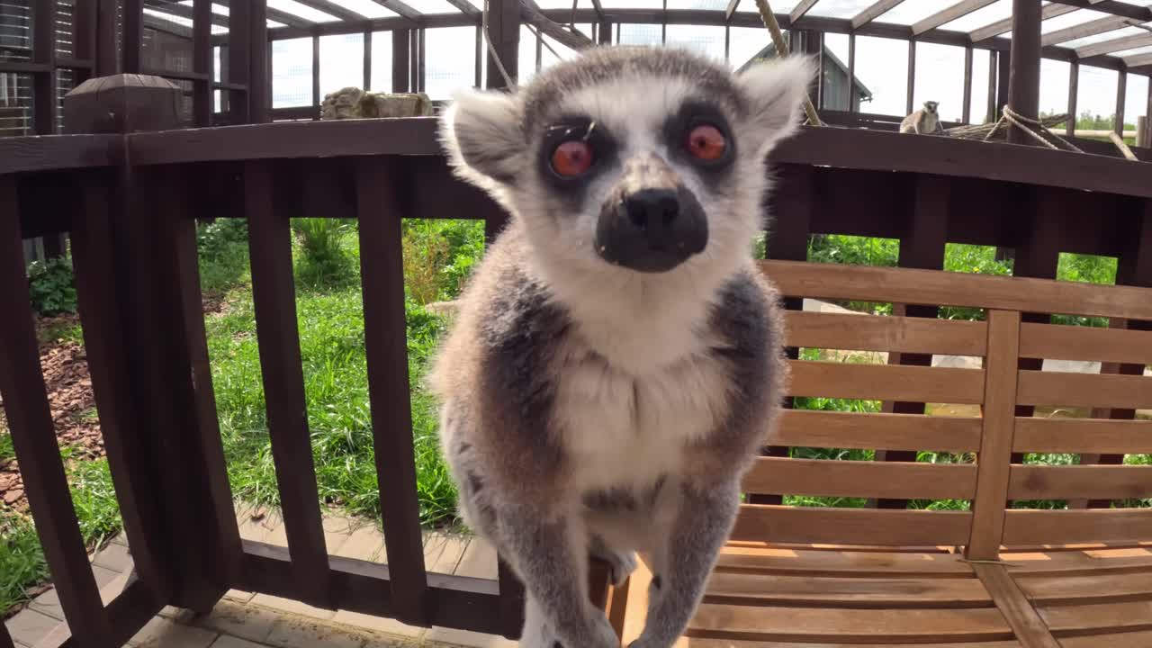 A ring-tailed lemur reaches straight toward the camera with wide orange eyes, creating a dramatic, funny close-up inside an outdoor zoo habitat