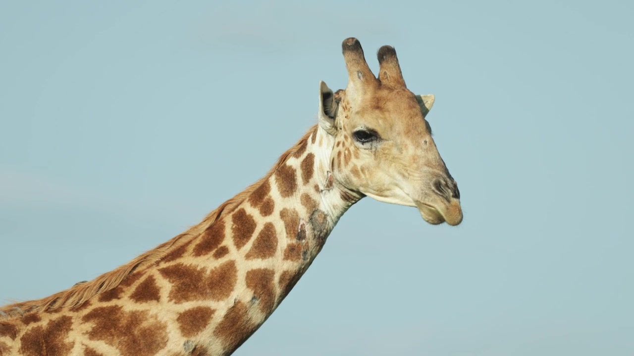 Close-up médio de uma girafa macho mastigando e olhando para a distância no Parque Kruger. Com um céu azul claro como fundo
