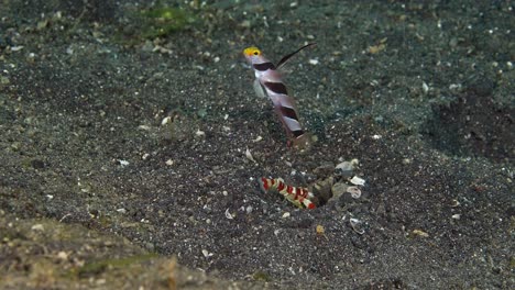 Camarón-Ciego,-Filmado-En-El-Estrecho-De-Lembeh,-Indonesia,-60-Fps.