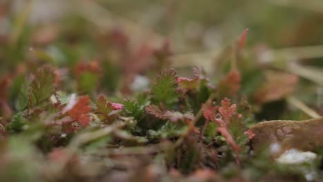 Makro-Nahaufnahme-Von-Kleinen-Grünen-Pflanzen,-Die-Im-Herbst-Leuchtend-Rot-Werden