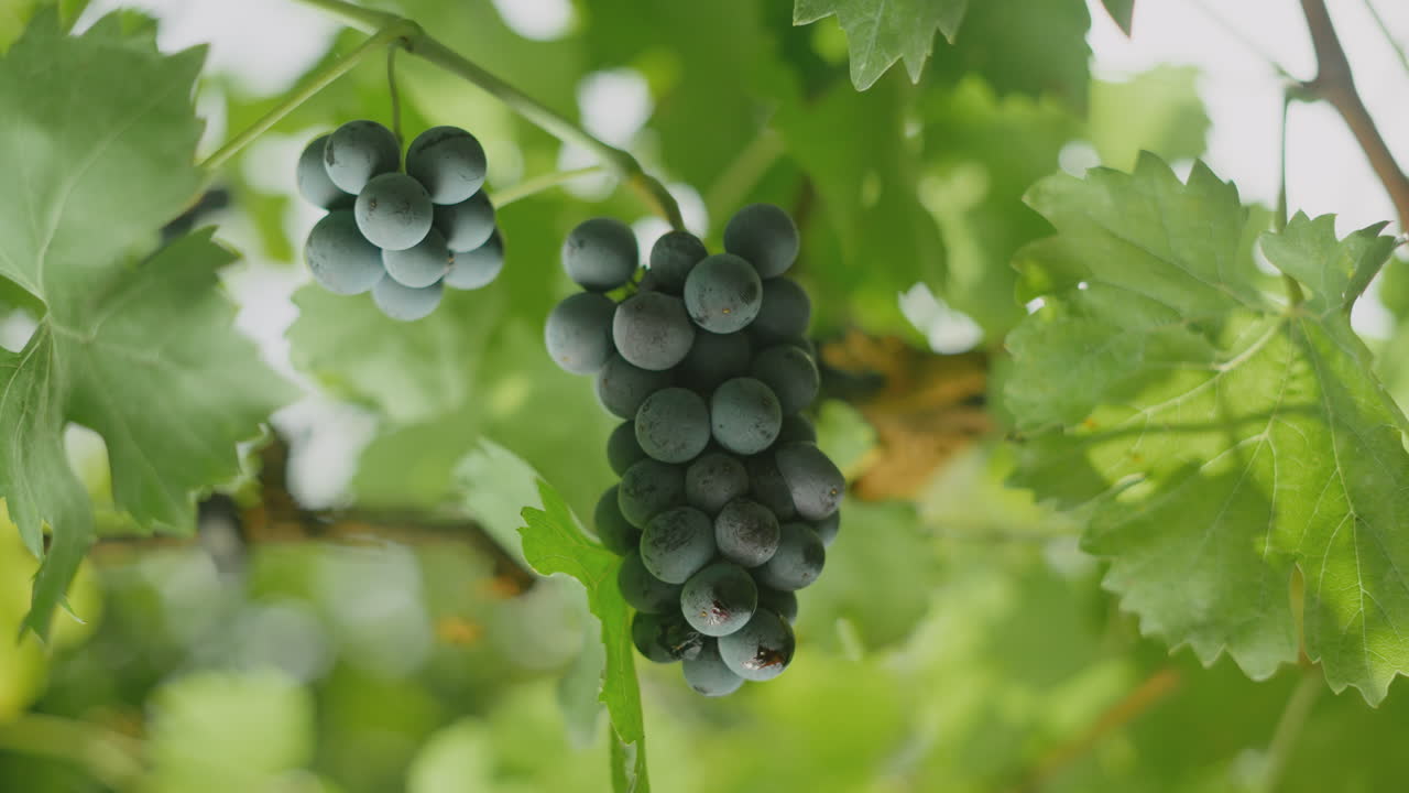 Close-up of a bunch of grapes growing on a vine