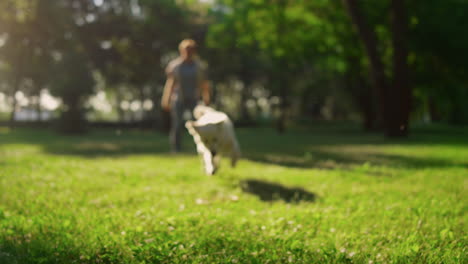 dog owner throwing round pink toy. golden retriever trying to catch puller.