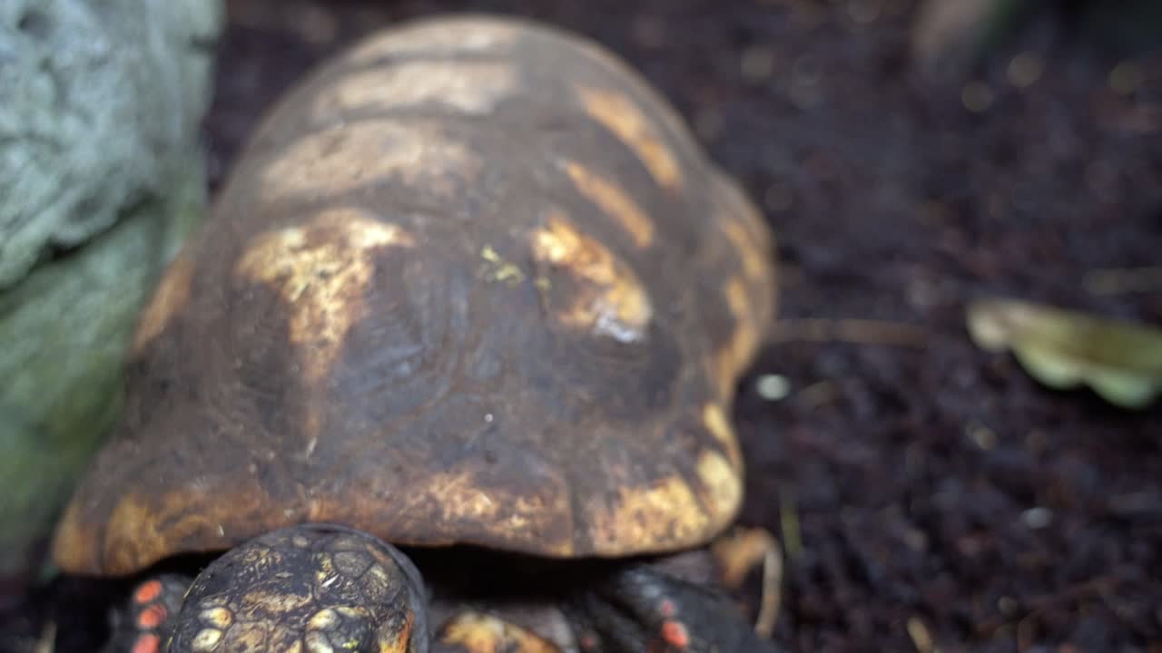 Determined Red-footed tortoise walks towards camera at ground level