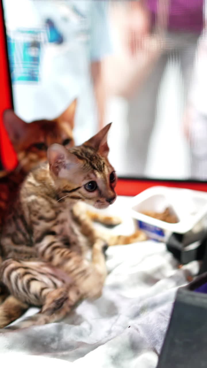 A Bengal kitten at a cat show plays with a toy from inside his cage. Vertical video