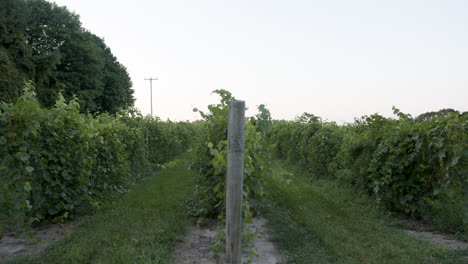 wide shot of a vineyard in the evening around sunset with green grape clusters