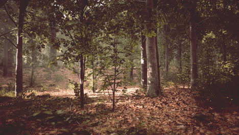 Sommernebel-Im-Wald