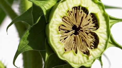 close-up of unripe sunflower head cross-section