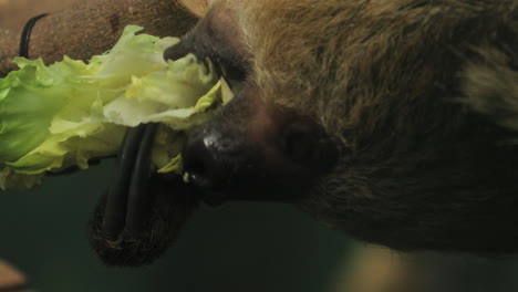 sloth eating lettuce