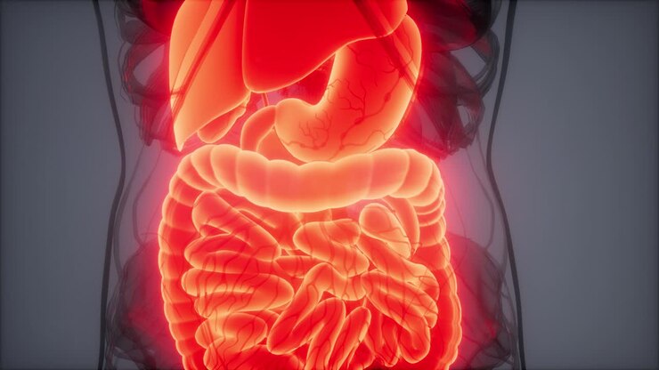 3d illustration of human digestive system parts and functions