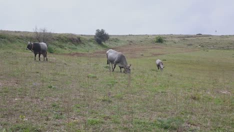 Vacas-Pastando-En-Un-Prado-Verde-Primaveral,-Pastos-Del-Sur-De-Italia