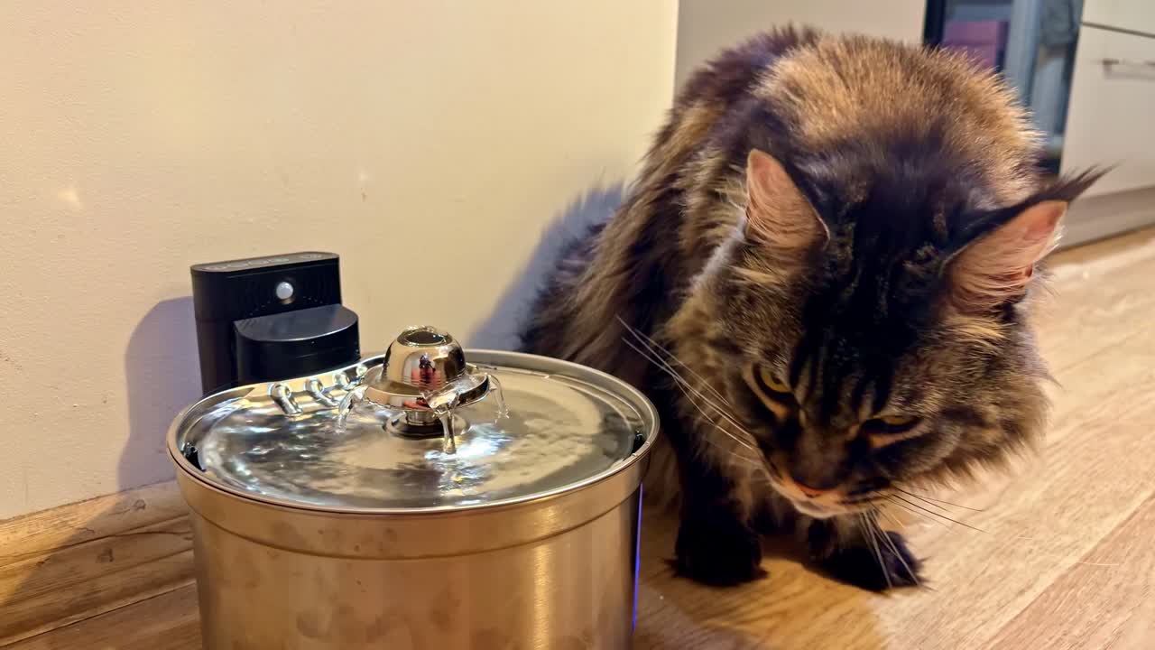 Long-haired cat drinks fresh water from metal pet fountain on wooden floor at home