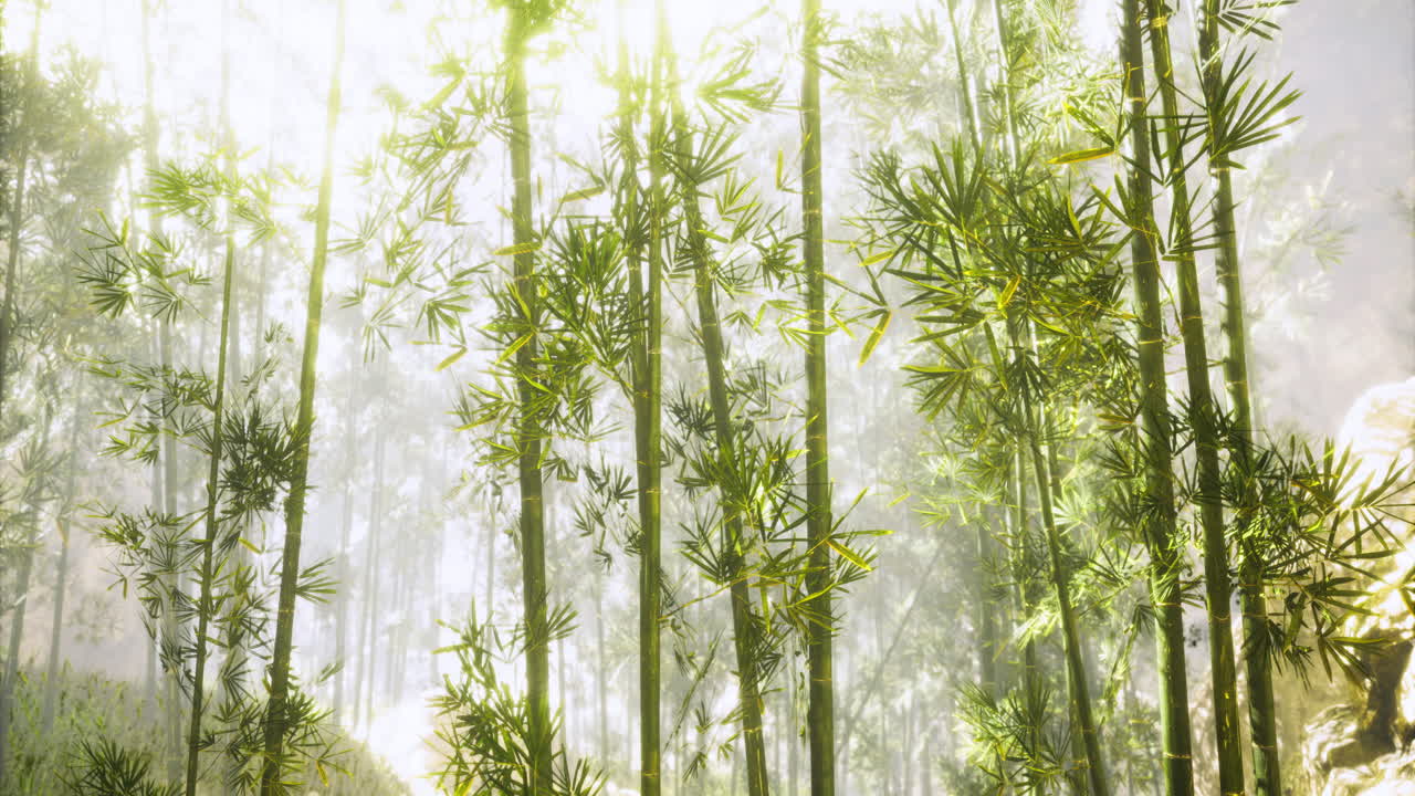 Lush green bamboo forest with sunlight filtering through trees