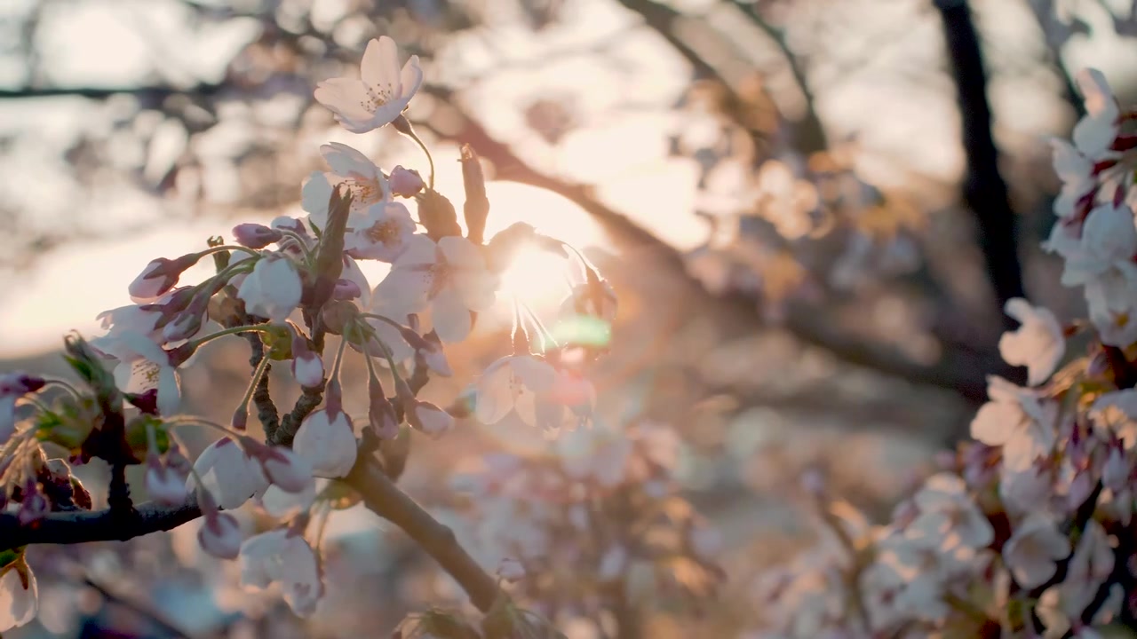 Spring border or background with white blossom. Beautiful nature scene with blooming tree. Lens flare