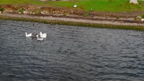 Luftdrohnenansicht-Von-Enten-Am-Strand-Auf-Der-Insel-Korfu