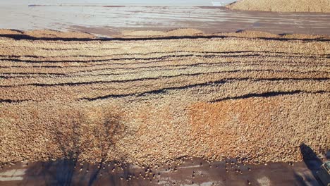 Vista-Panorámica-Sobre-La-Gran-Cosecha-De-Remolacha-Azucarera-Apilada-En-El-Campo---Disparo-De-Drones