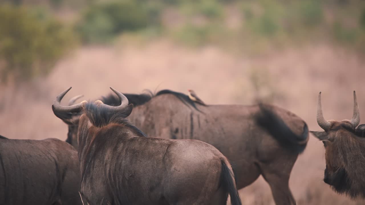 Common wildebeests in savannah watching another one running around