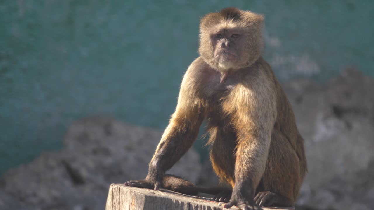 un mono marrón se sienta en un tronco. capuchino.