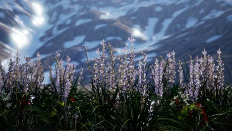 lavender field with blue sky and mountain cover with snow