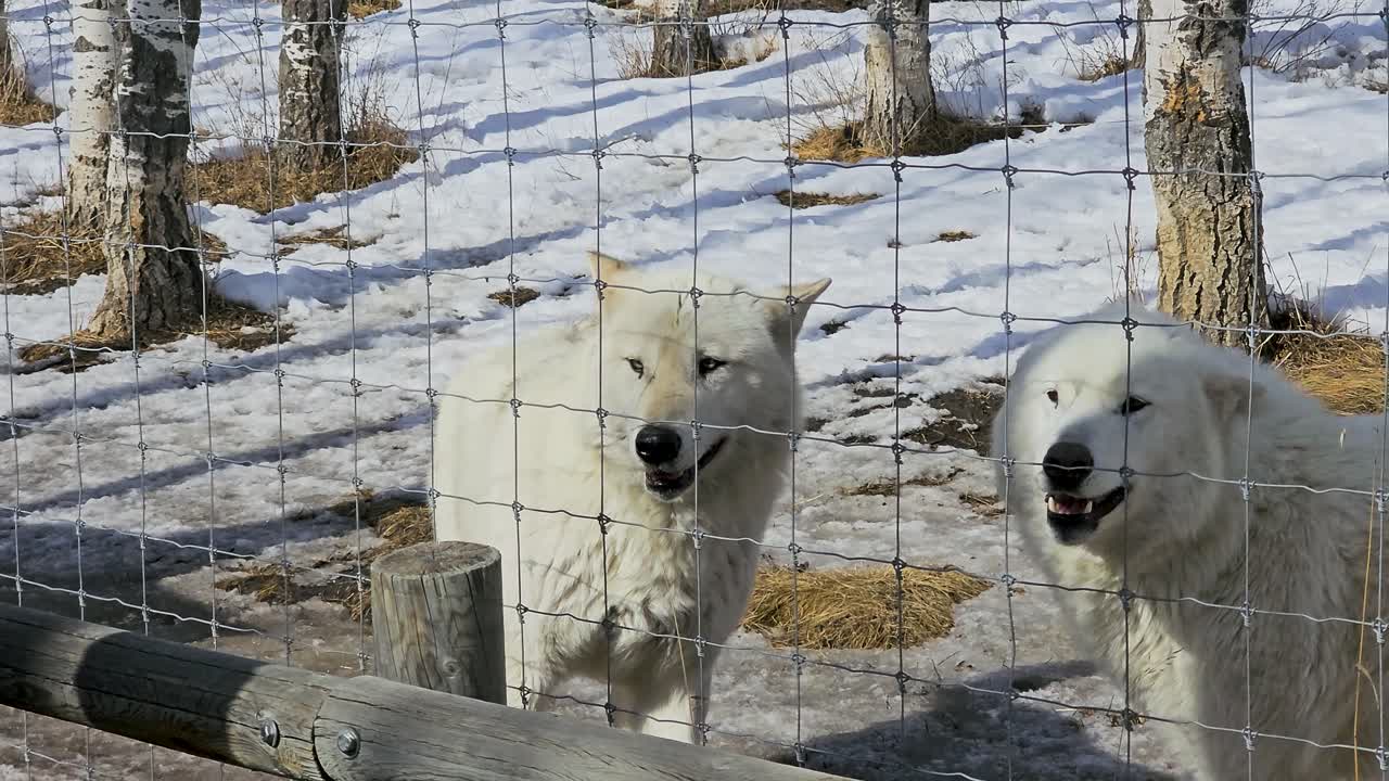 White wolves gather behind a fence in a snowy enclosure, capturing an active winter wildlife scene with thick fur, alert expressions, and movement throughout the cold outdoor habitat