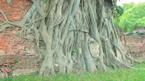 panning shot of a thai buddhist statue head entwined with roots at ayutthaya's historical temple grounds, thailand