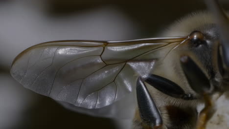 close-up of a bee's wing