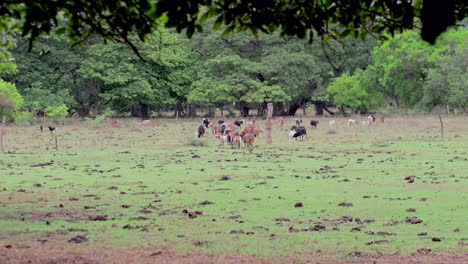 Blick-Auf-Ziegen-In-Der-Ferne-Auf-Einem-Feld