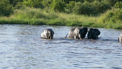 young elephants enjoying the water in the klaserie private game reserve in south africa - close up